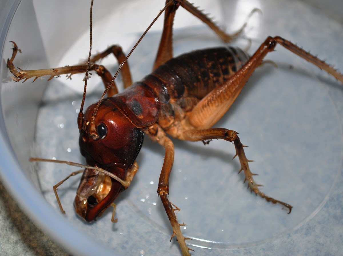 Giant King Cricket (male)