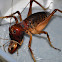 Giant King Cricket (male)