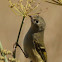 Ruby-crowned Kinglet