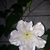 Moonflower