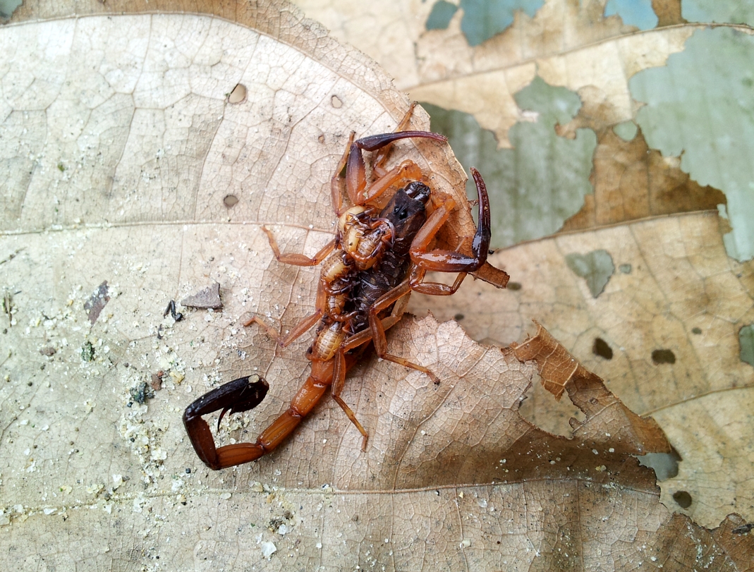 Asian Spotted Scorpion