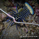 Painted Spiny Lobster