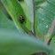 14 spotted lady beetle