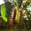 Actinote caterpillar