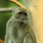 Crab-eating Macaque