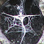 spider web