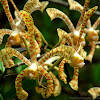 scorpion orchid