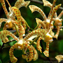 scorpion orchid