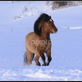 by Áslaug Stefánsdóttir - Animals Horses