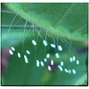 Green Lacewing Eggs