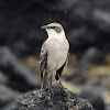 Galapagos mockingbird