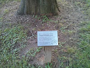 Metasequoia Glyptobodies