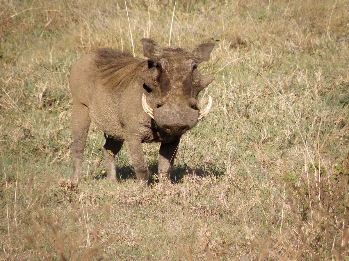 warthog with family