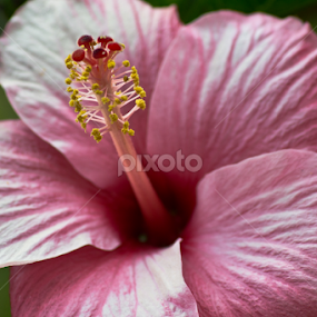 by Divnoor Buttar - Flowers Flowers 2011-2013
