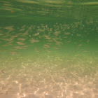 fish in shallow surf