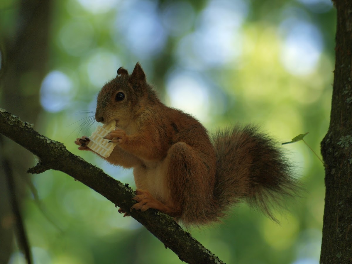 Eurasian red squirrel