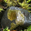 Crusticose lichen