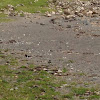 Eurasian Oystercatcher