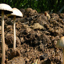 hongo / mushroom
