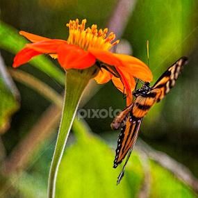 A Marigold & A Butterfly by Sandy Friedkin - Flowers Single Flower