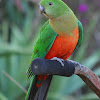 Australian King Parrot (female)