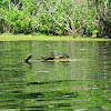 Florida Red-bellied Turtle