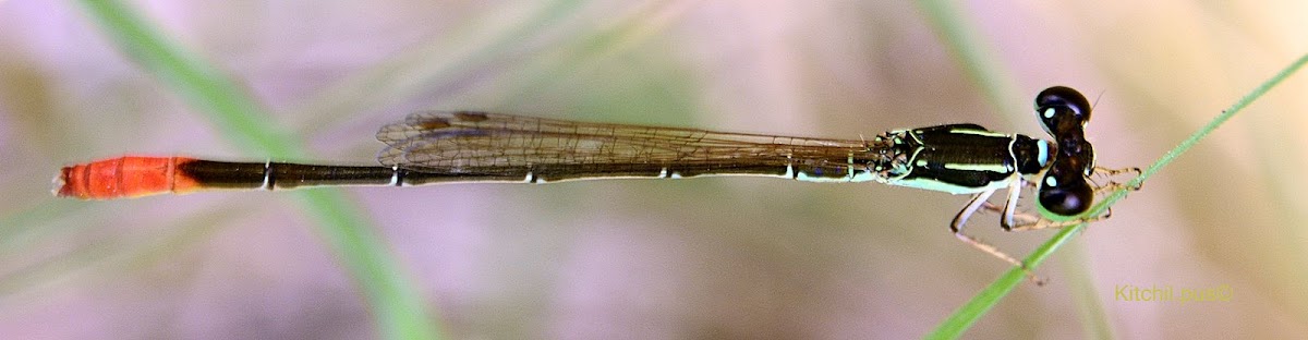 Pigmy dartlet -Midget wisp damsel fly