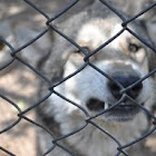 Lobo gris mexicano (wolf)