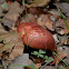 Boletes Mushroom