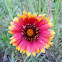 Indian Blanket