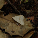 Morbid Owlet Moth