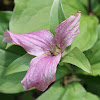 great white trillium