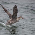 Northern Giant Petrel (Hall's Giant Petrel)