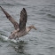 Northern Giant Petrel (Hall's Giant Petrel)