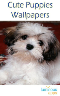 Download Cute Puppies Wallpapers APK