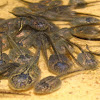 Red spotted toad tadpoles
