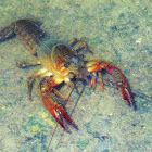 Red Swamp Cray Fish