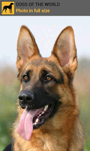 Dogs of the world(圖4)-速報App