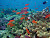 The fish of Rainbow Reef on Vanua Levu, Fiji.