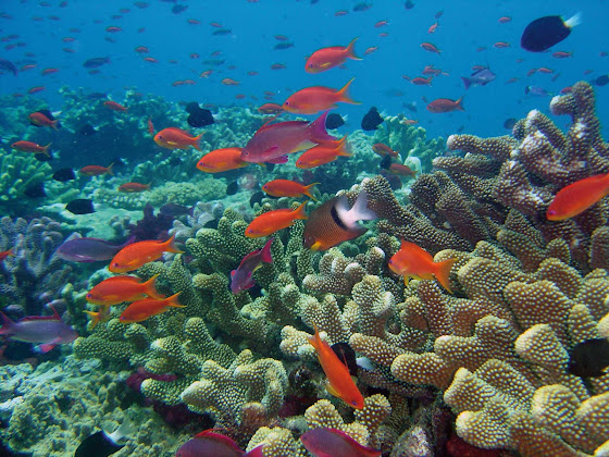 The fish of Rainbow Reef on Vanua Levu, Fiji.