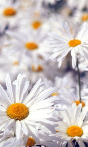 WHITE CHAMOMILE HD WALLPAPER