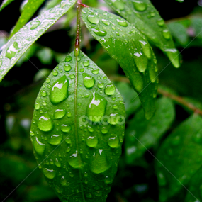 by Amran Alie - Nature Up Close Leaves & Grasses