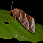 Fruit piercing Moth - Male