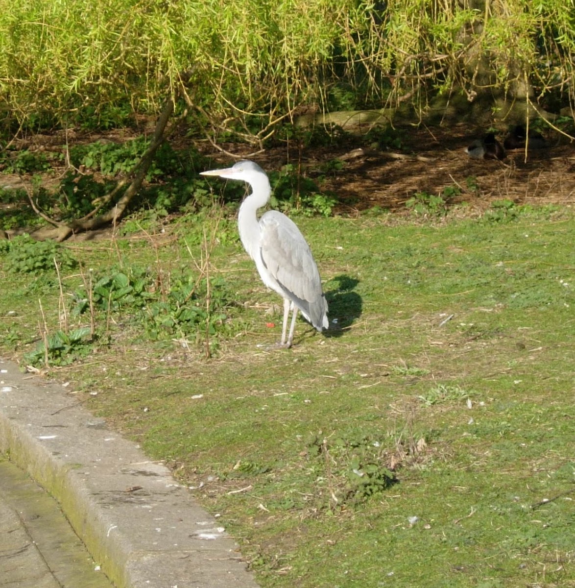 Garza. Grey Heron