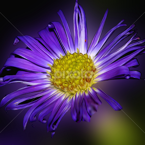 by Dipali S - Digital Art Things