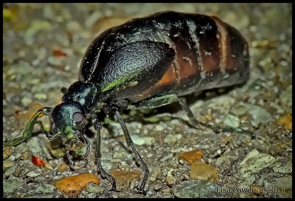 Oil Beetle (short-winged blister beetle)