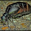 Oil Beetle (short-winged blister beetle)