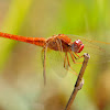 Libélula (scarlet Darter)