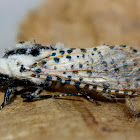 Leopard Moth