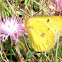 Yellow sulphur butterfly